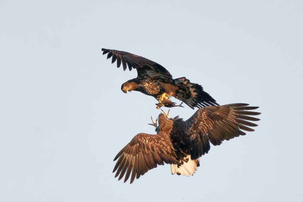 Утренние перелески