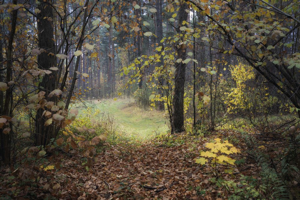 Фотография автора Ольга Бородина