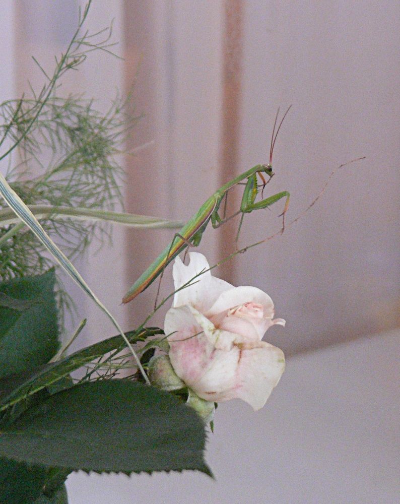 Богомол и роза.