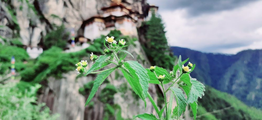 Paro Taktsang Monastery, Bhutan