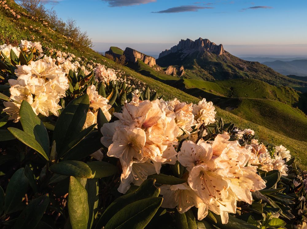 Рододендроны Кавказа