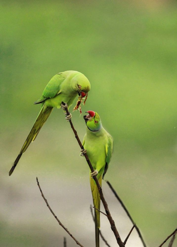 Photograph by Niva Maniyar