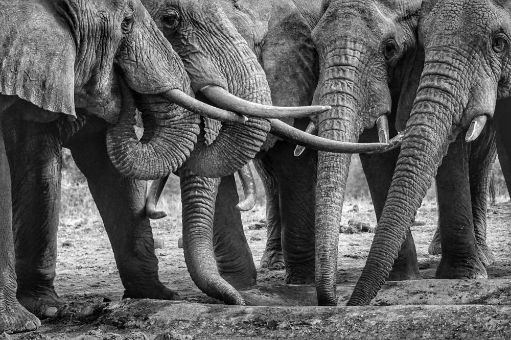 Photograph by Tatyana