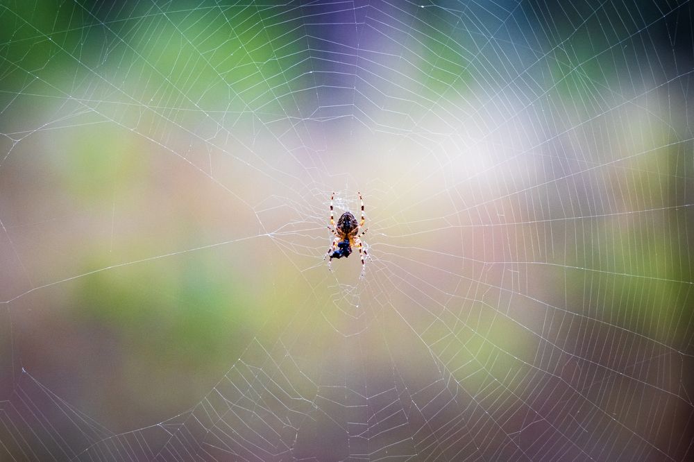 Colored spider web