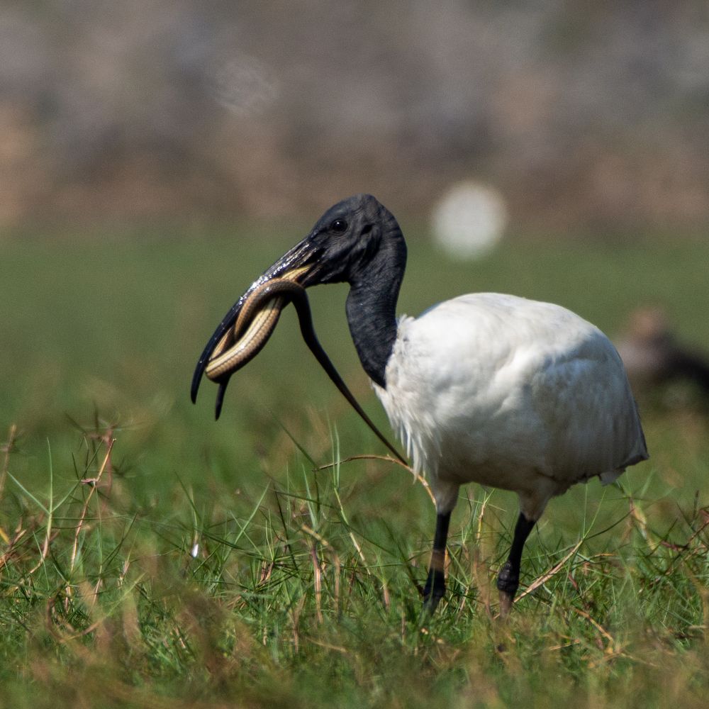 Snake noodles for breakfast