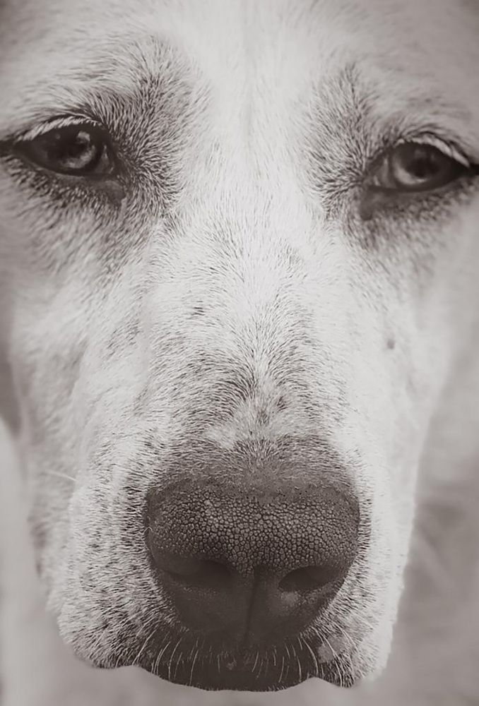 Моя собачья жизнь