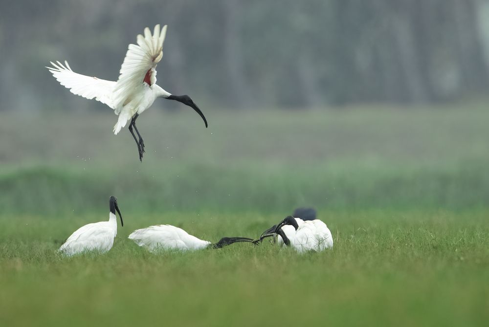 Photograph by Dilip Shah