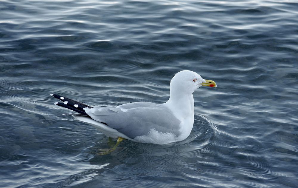 Photograph by Лилия Потравнова