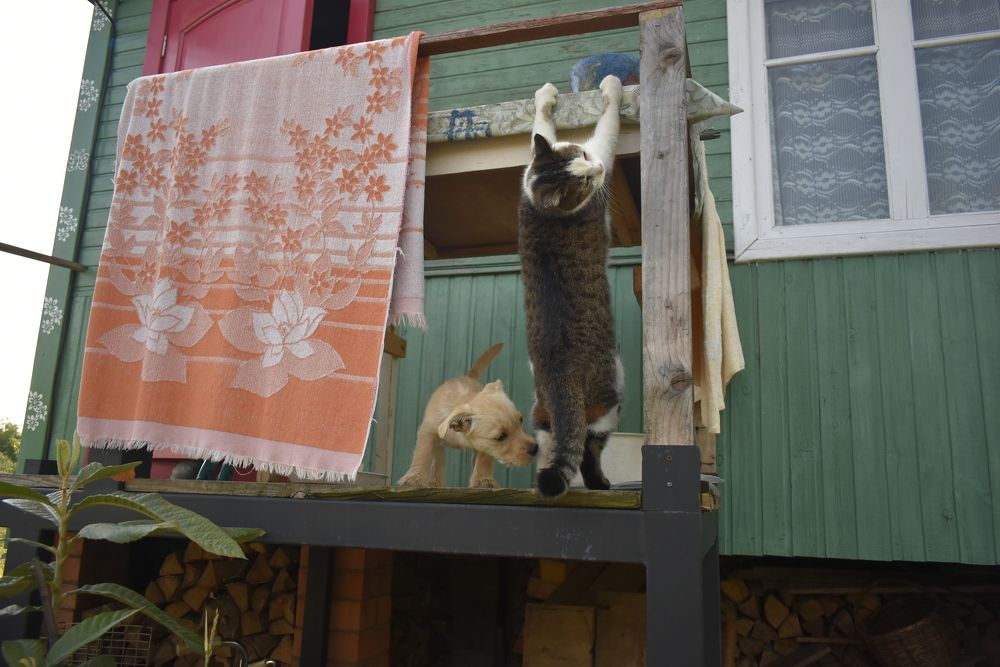 Некуда деваться