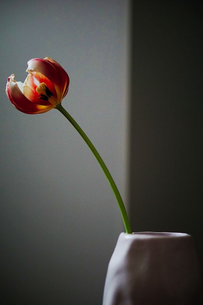 Photograph by Viktoria Vavilkina