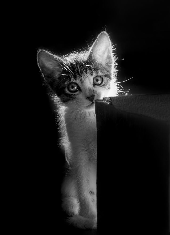 Солнечный зайчик