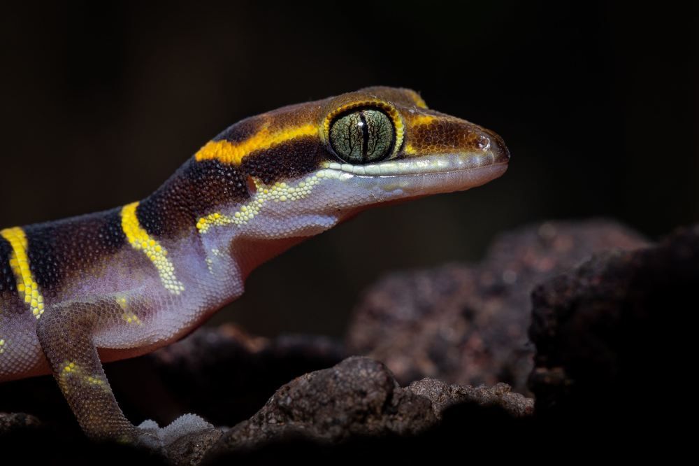 Photograph by Dhananjay Jadhav