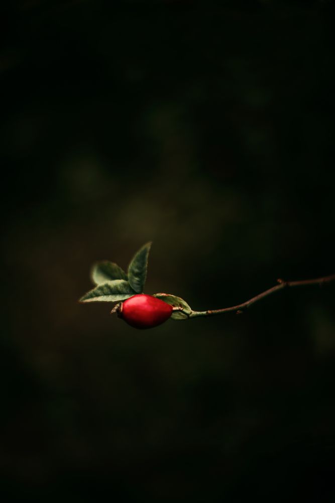 Photograph by Sandra Tines