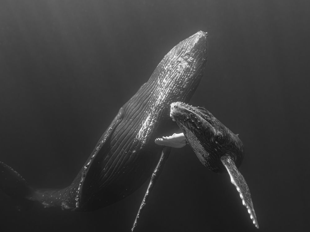 Mother and Child Love