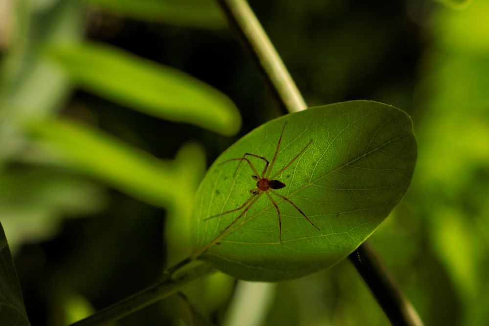 Photograph by Bahare Molmoli