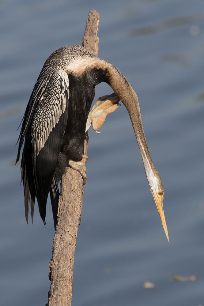 Длинношеее