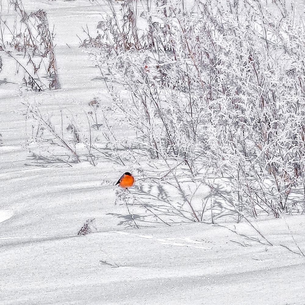 Photograph by АНДРЕЙ АБАКУМОВ