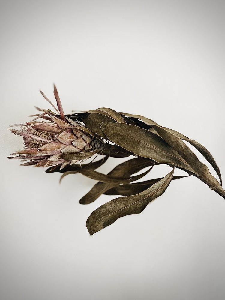 Photograph by Laura Simanaviciute