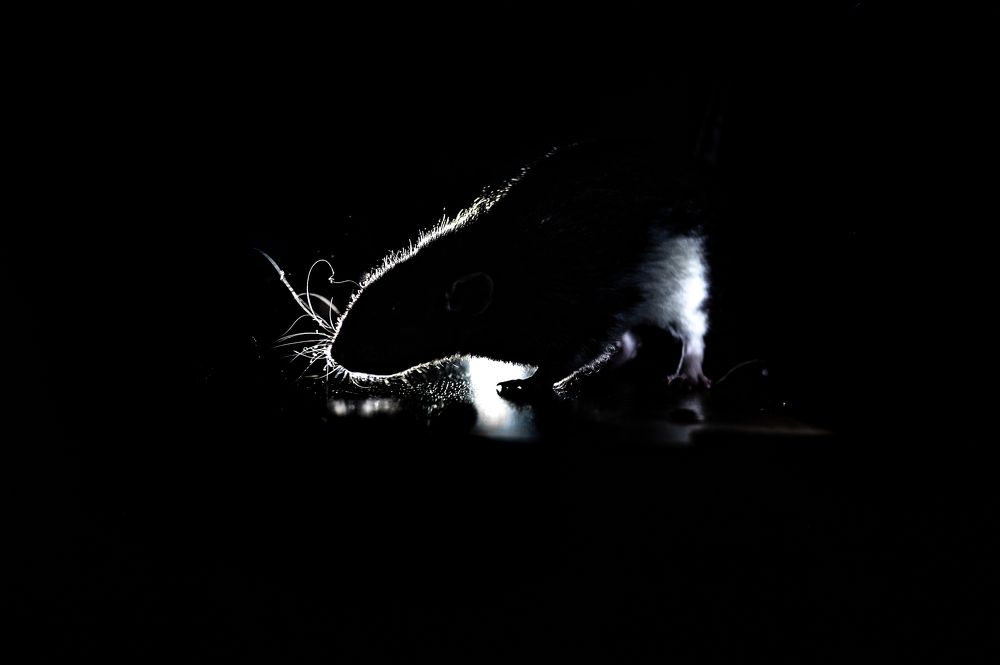 Photograph by Kostiantyn Stasiuk