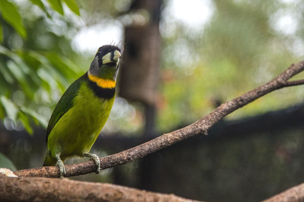 Takur bird