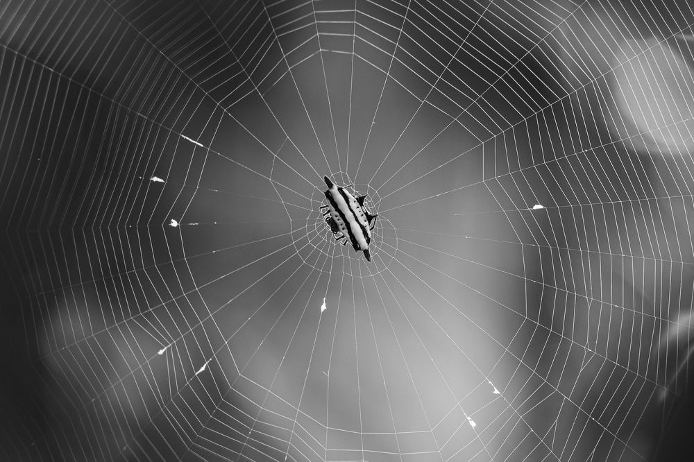 spider in the dark