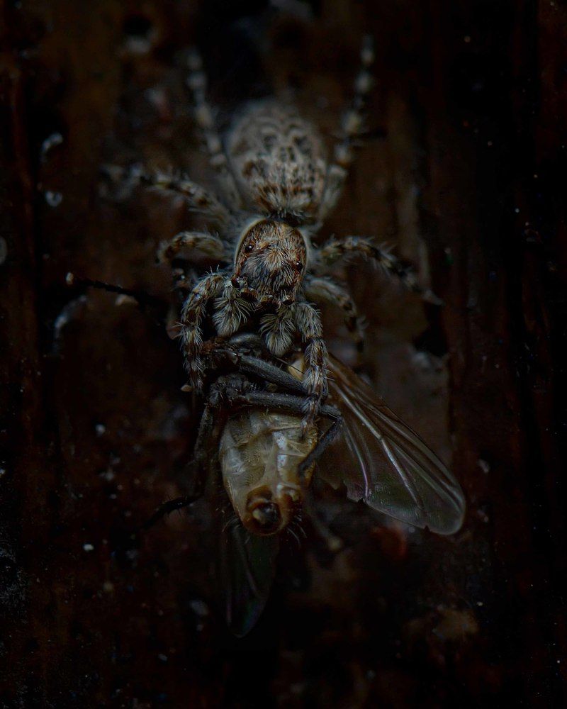 Photograph by Benjamine Dharashan