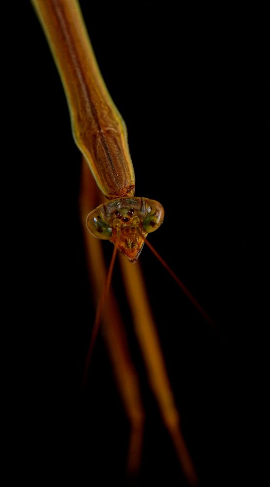 Photograph by Benjamine Dharashan