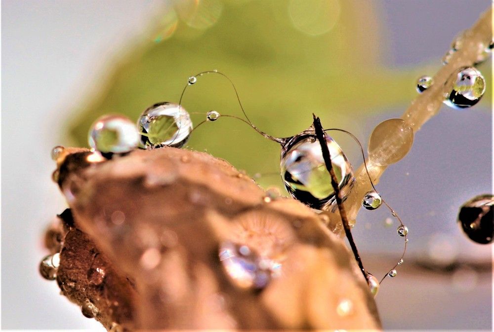 капли после дождя