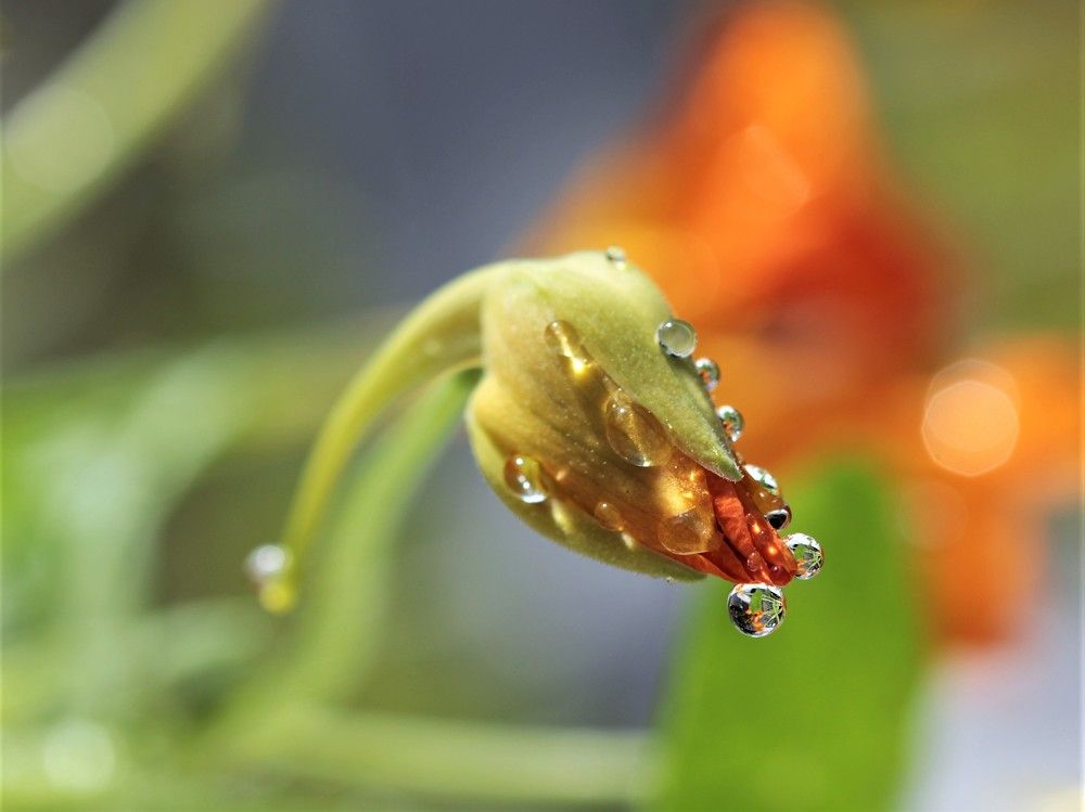 Мечты о будущем