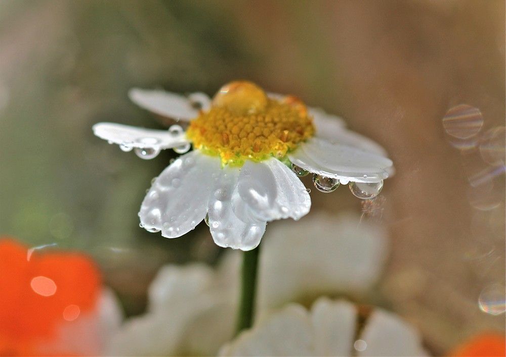 маленькая ромашка