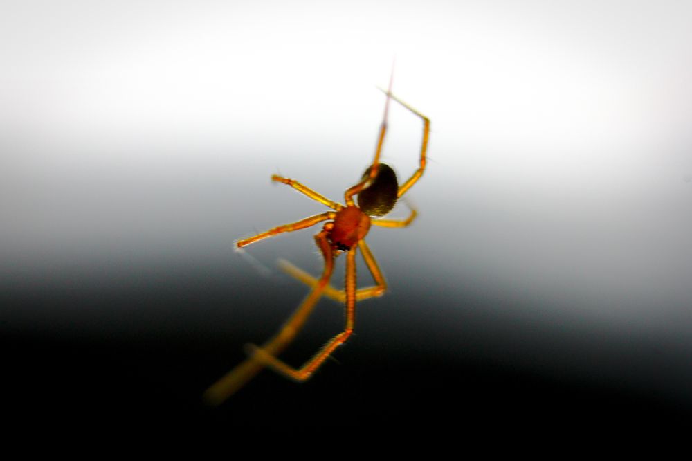 The Spider in my room