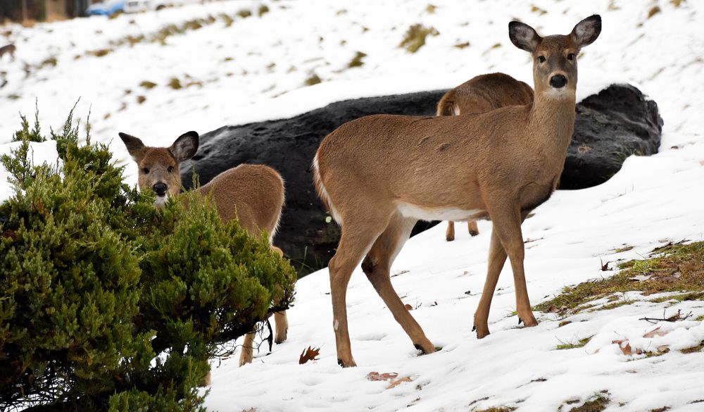 Sueño hecho realidad