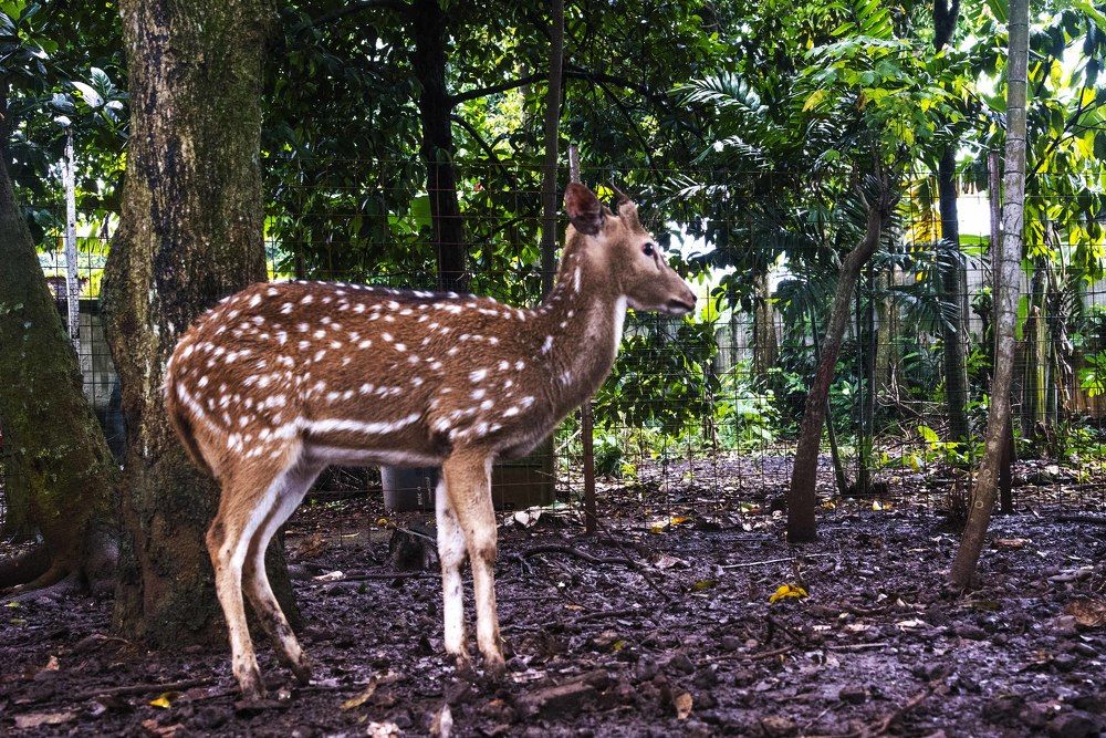 Deer keep their distance from friends