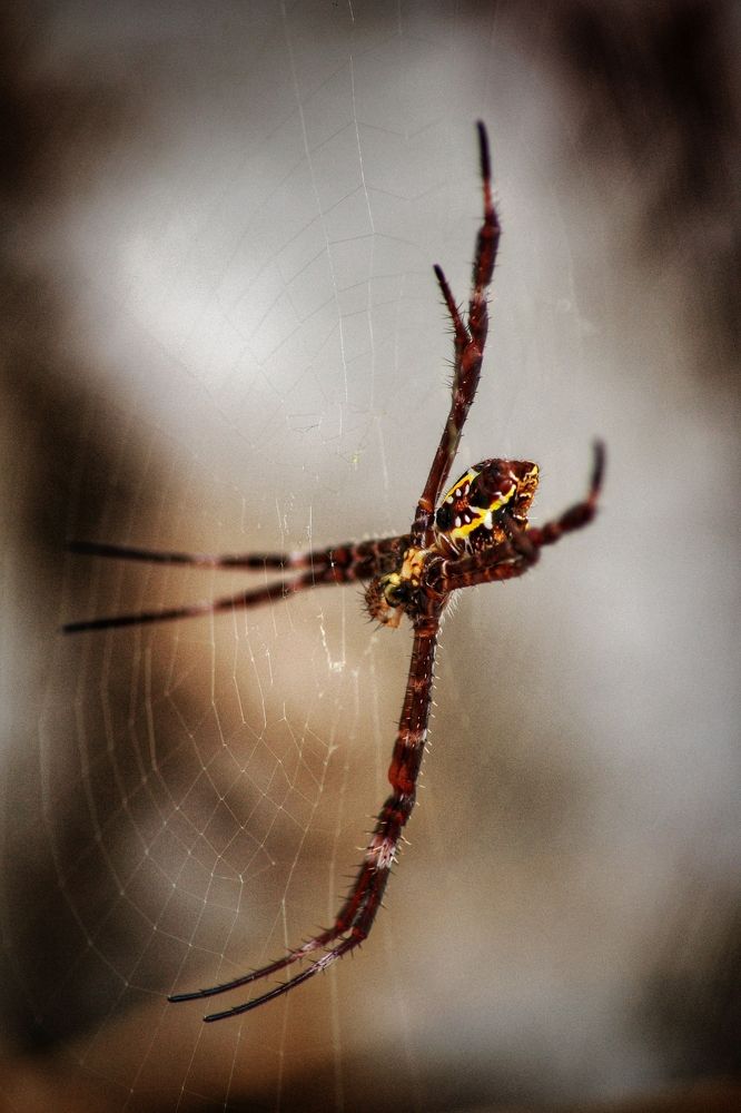 Photograph by  Oscar Simon Wiryahanjaya