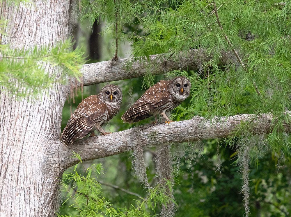 Barred Owl - Пёстрая неясыть