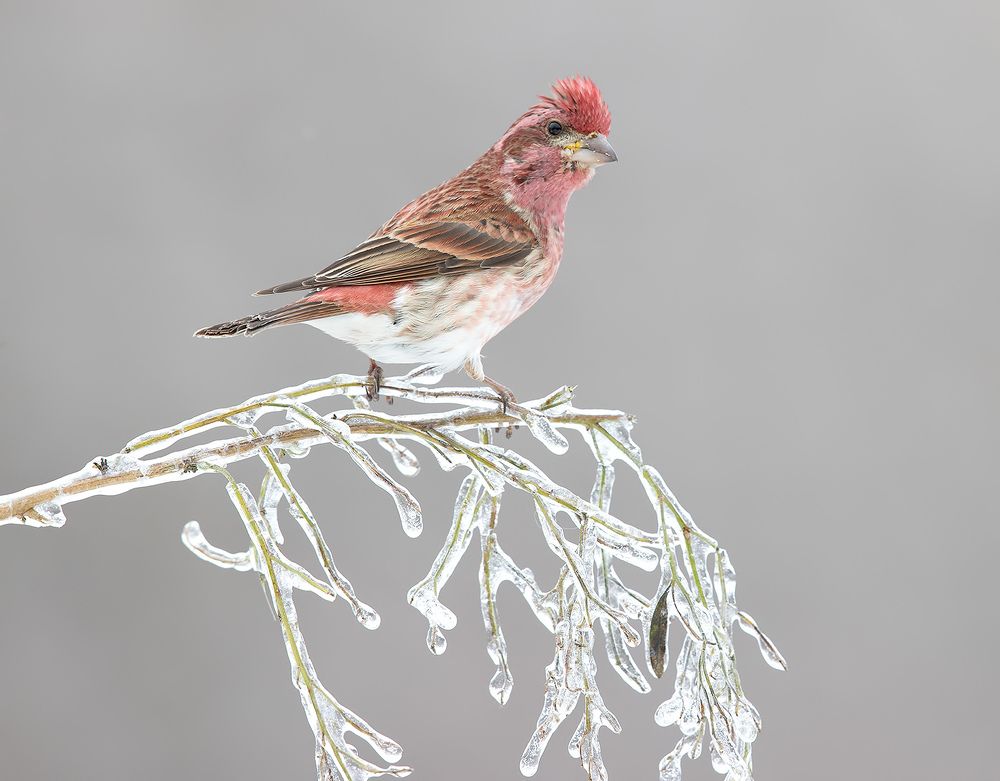 Purple finch male - Пурпурная чечевица