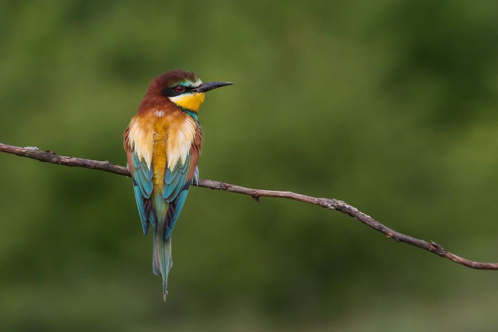 Золотистая щурка