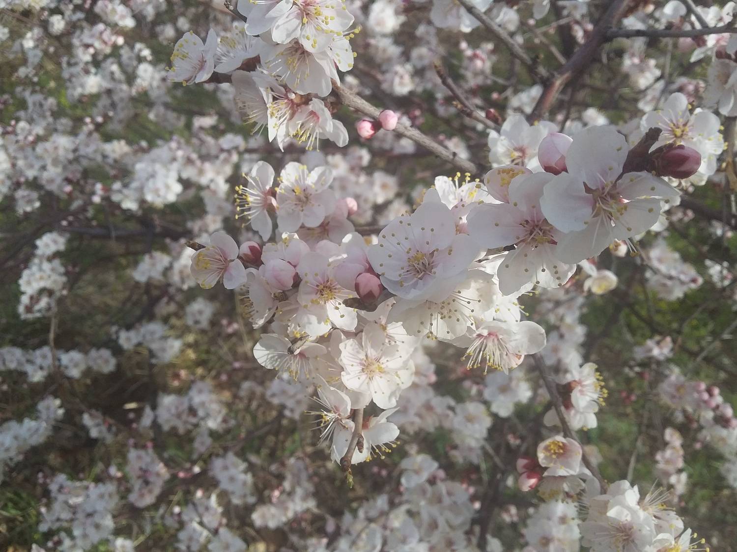 Photo #7243390