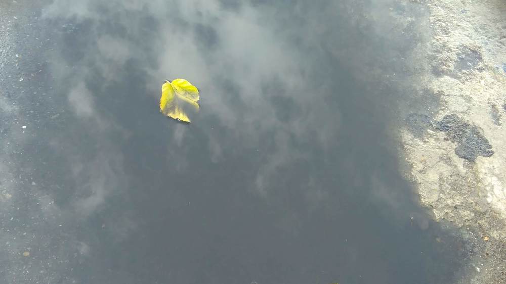 The last autumn leaves