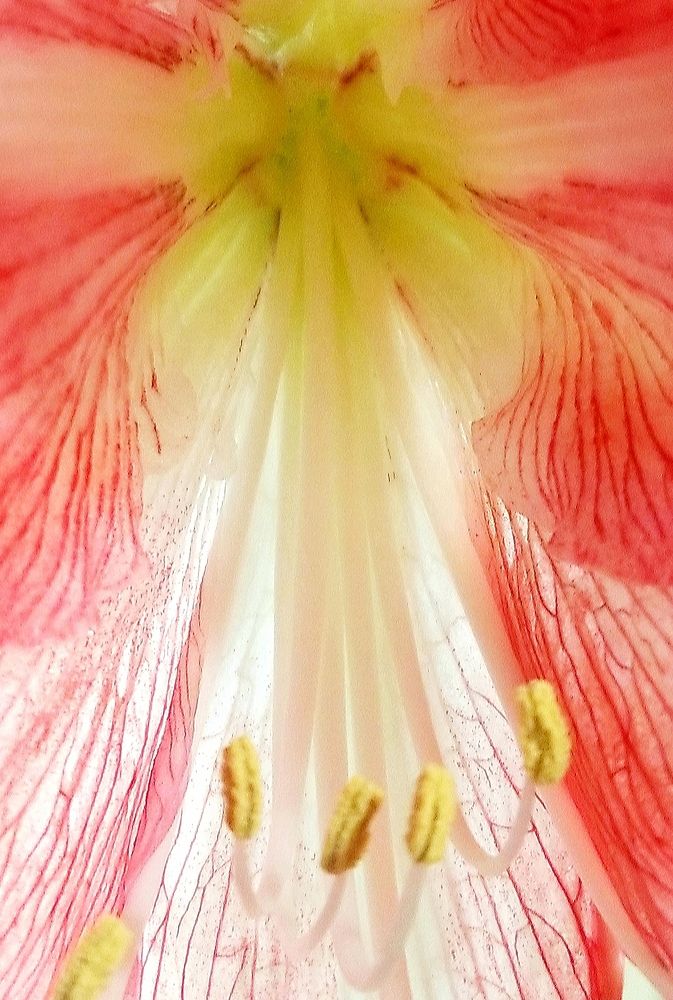 Photograph by Michelle Vaughn