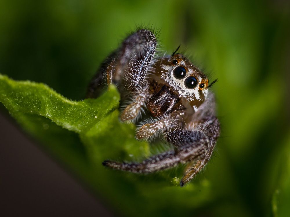 Photograph by SHAJI CHANDRAN