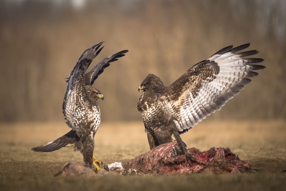 Common Buzzards