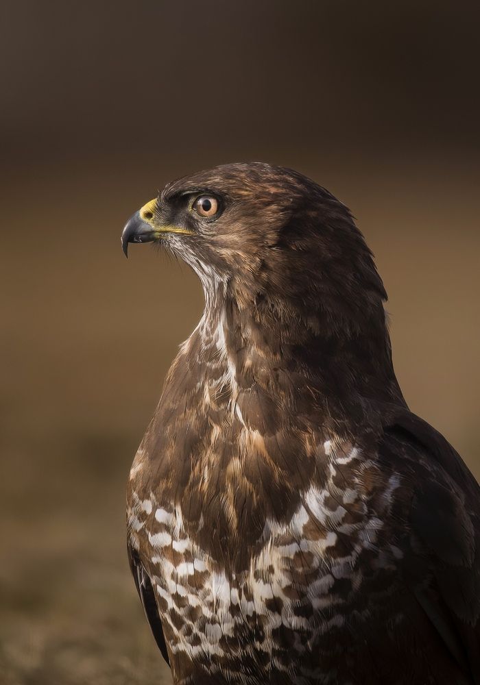 Photograph by Dejan Zakic