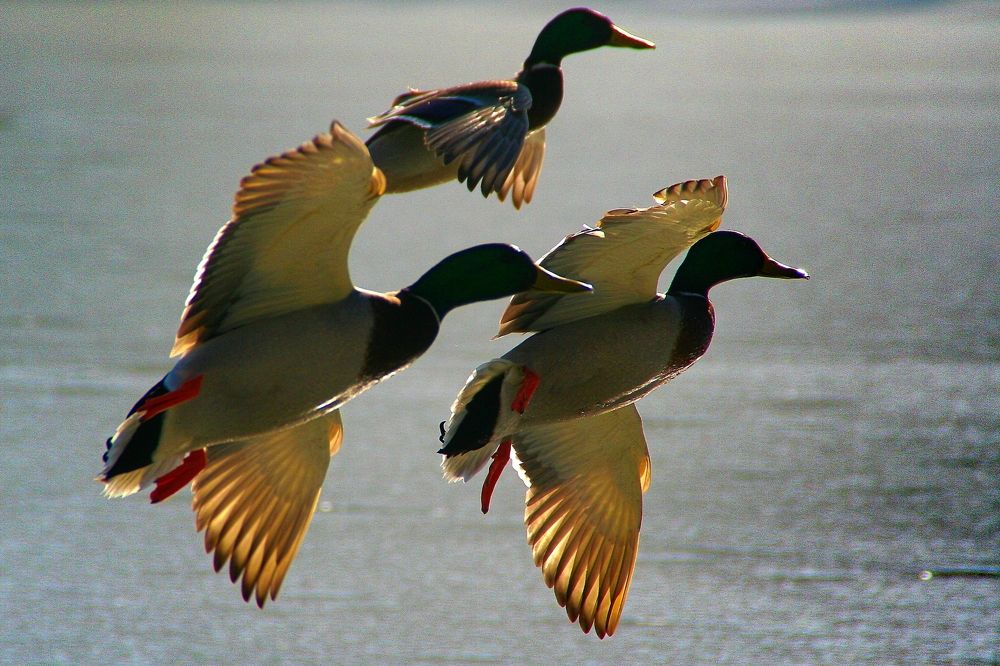 Фотография автора Jaroslav Hanzalík