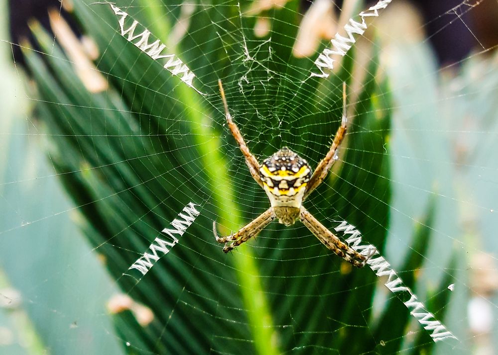 Фотография автора Manish Bhavsar