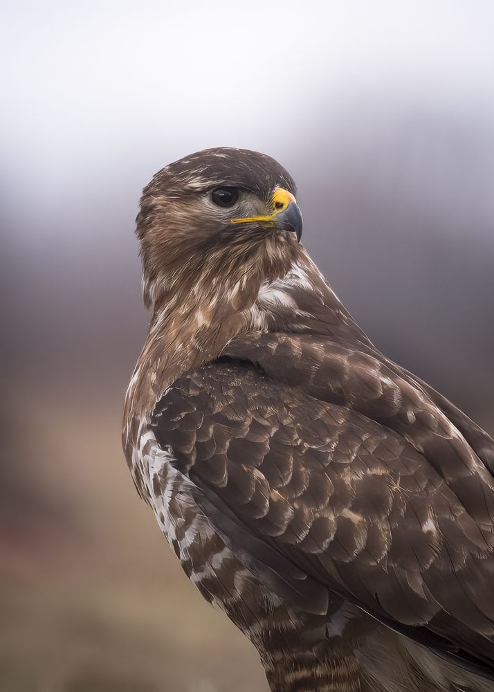 Common Buzzard