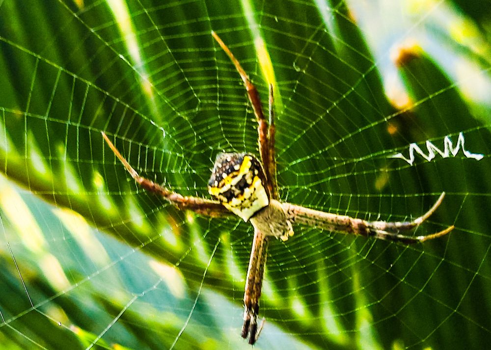 Фотография автора Manish Bhavsar