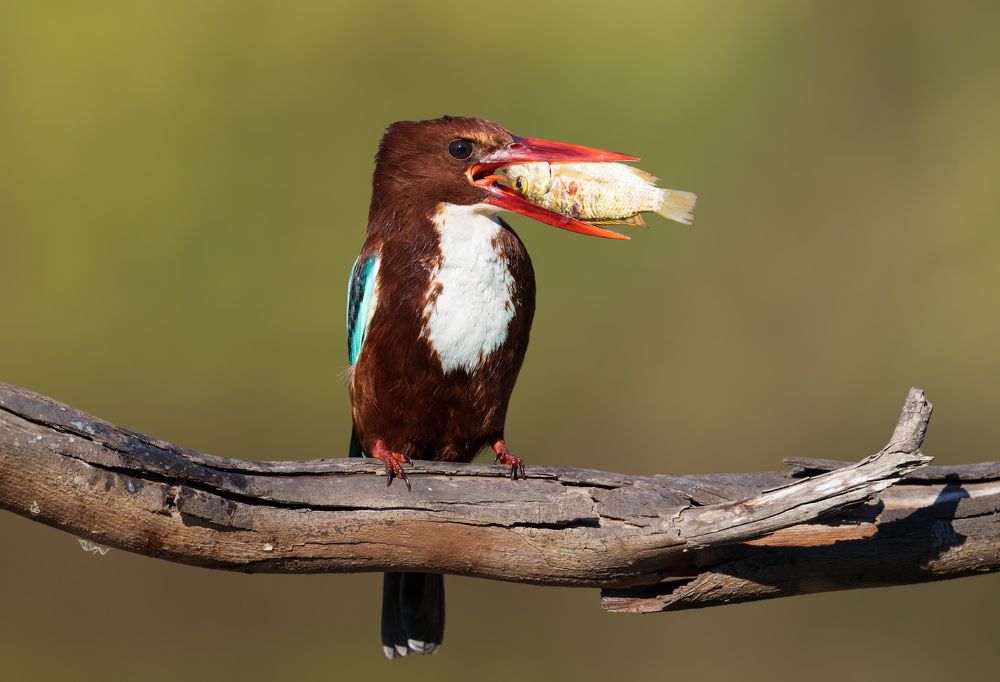 Photograph by Евгений Фруман