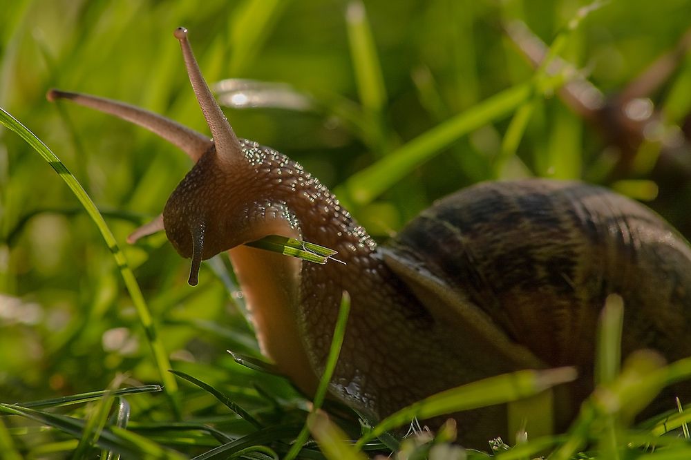 Photograph by Dino Sirica