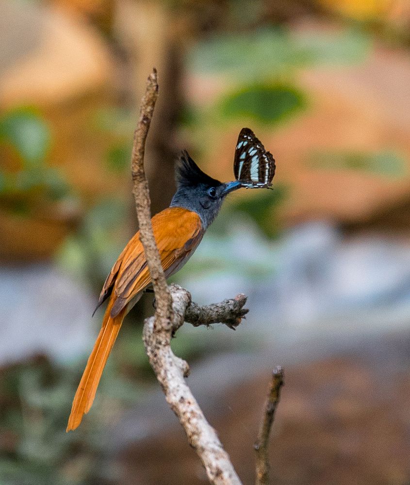 Photograph by Sanjaykumar Daramwar